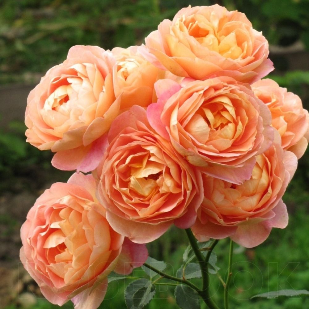 Леди Оф Шалот (Lady Of Shalott)