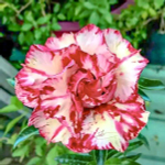 Адениум обесум 303 Vinh Hoa Mutation