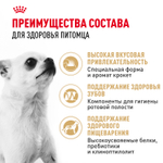 Royal Canin Chihuahua Adult Чихуахуа Эдалт Корм сухой для взрослых собак породы Чихуахуа от 8 месяцев 500г