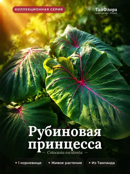 Колоказия Рубиновая принцесса — корневище