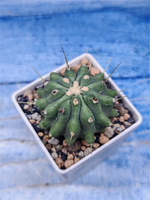 Ferocactus Inermis (Ферокактус)
