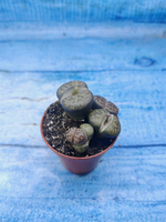 Lithops sp. (Литопсы)