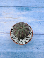 Euphorbia Obesa (Эуфорбия)