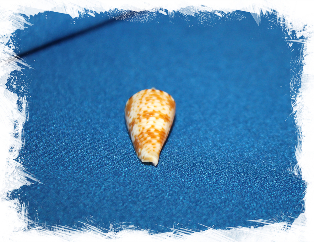 Конус мемиае (Conus memiae)