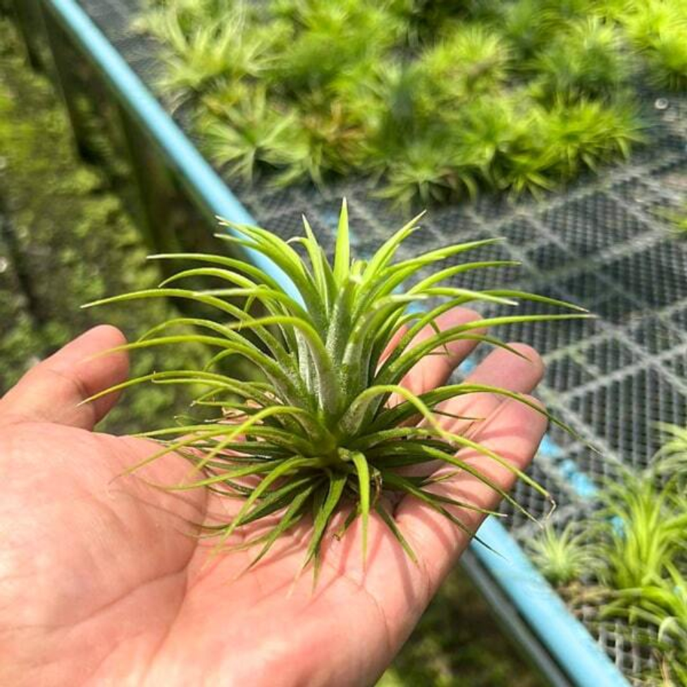 Тилландсия ionantha
