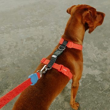 Шлейка GRID Zee.Dog