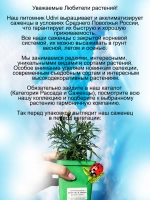 Аргирантемум Махровый лимон
