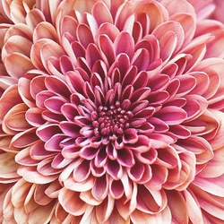 ХРИСАНТЕМ 50 (CHRYSANTHEME 50 600144 Symrise)