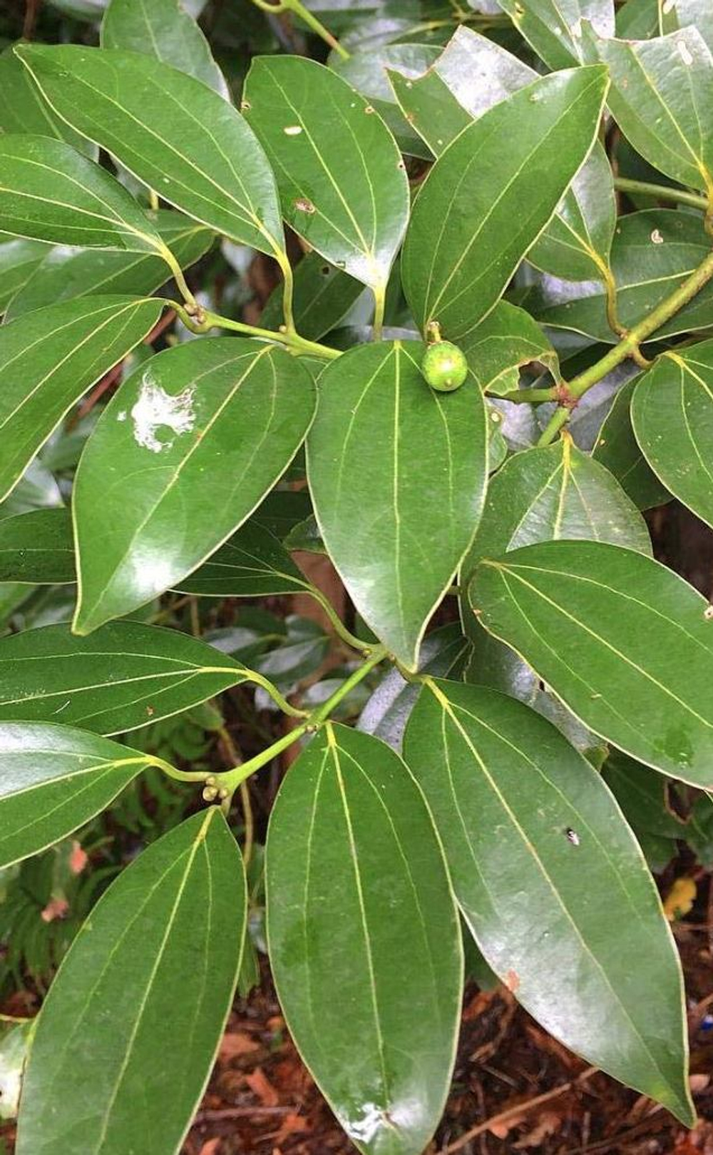 CINNAMON LEAF EO / ЛИСТ КОРИЦЫ Э.М. CAS 8015-91-6 ; 84649-98-9