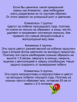 Клематис Ольга кустовой