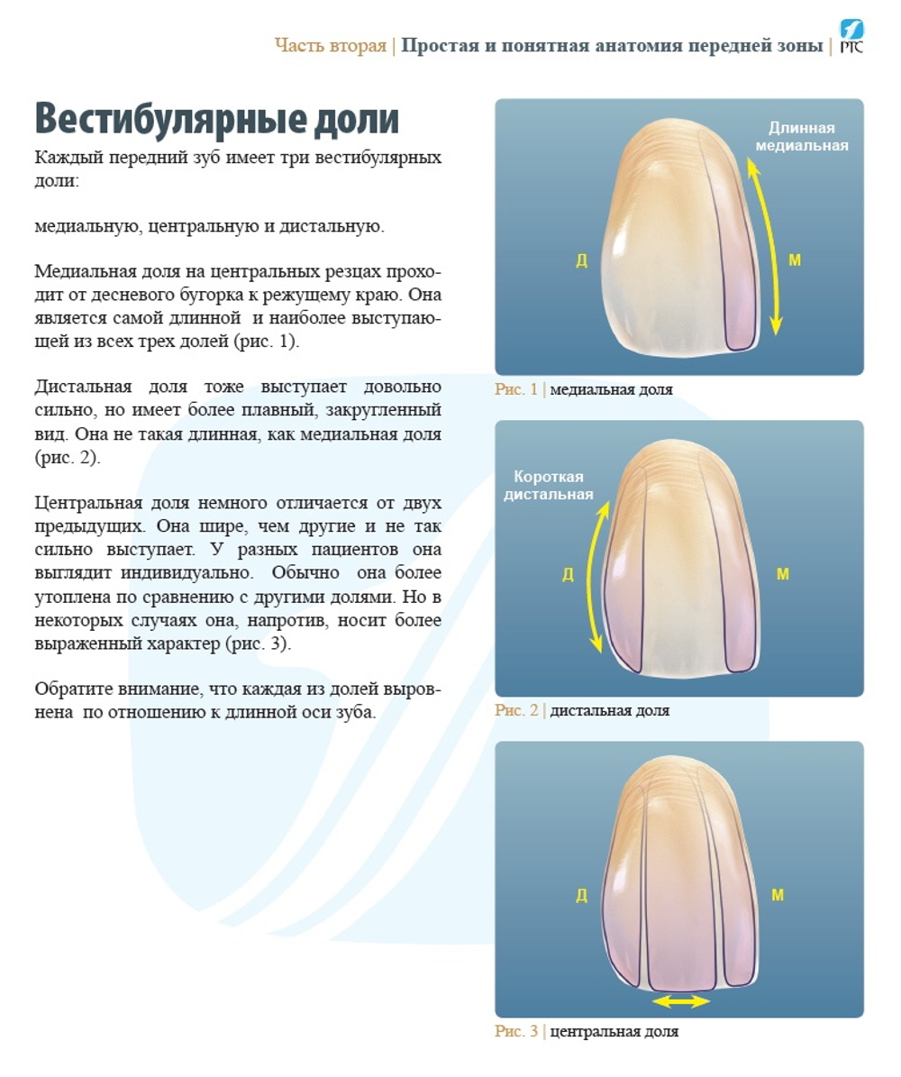 АНАТОМИЯ ПЕРЕДНИХ ЗУБОВ И ИЗУЧЕНИЕ ПРИНЦИПОВ ЕСТЕСТВЕННОЙ УЛЫБКИ