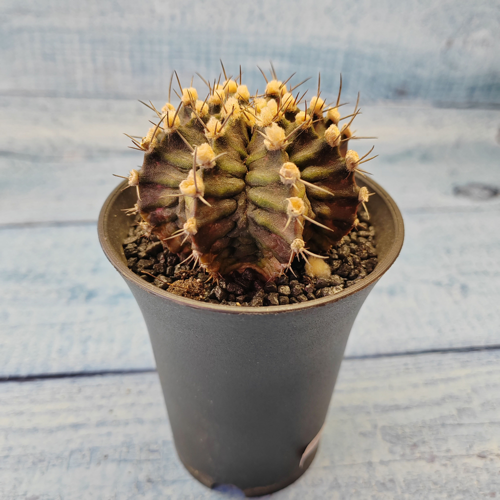 Gymnocalycium T-Rex hybride (Гимнокалициум T-rex)