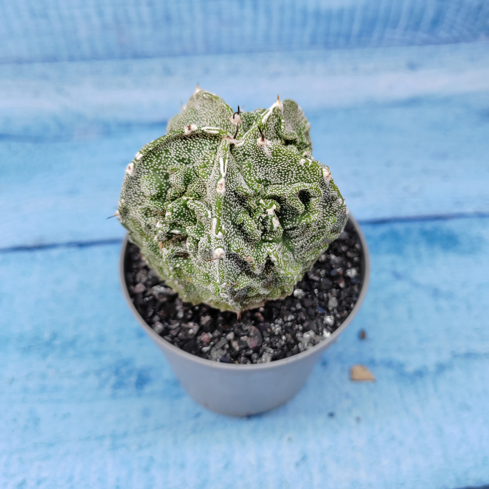 Astrophytum Myriostigma cv. Fukuryu (Астрофитум)