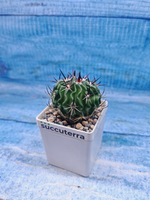 Echinofossulocactus Multicostatus (Эхинофоссулокактус)