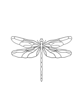 dragonfly