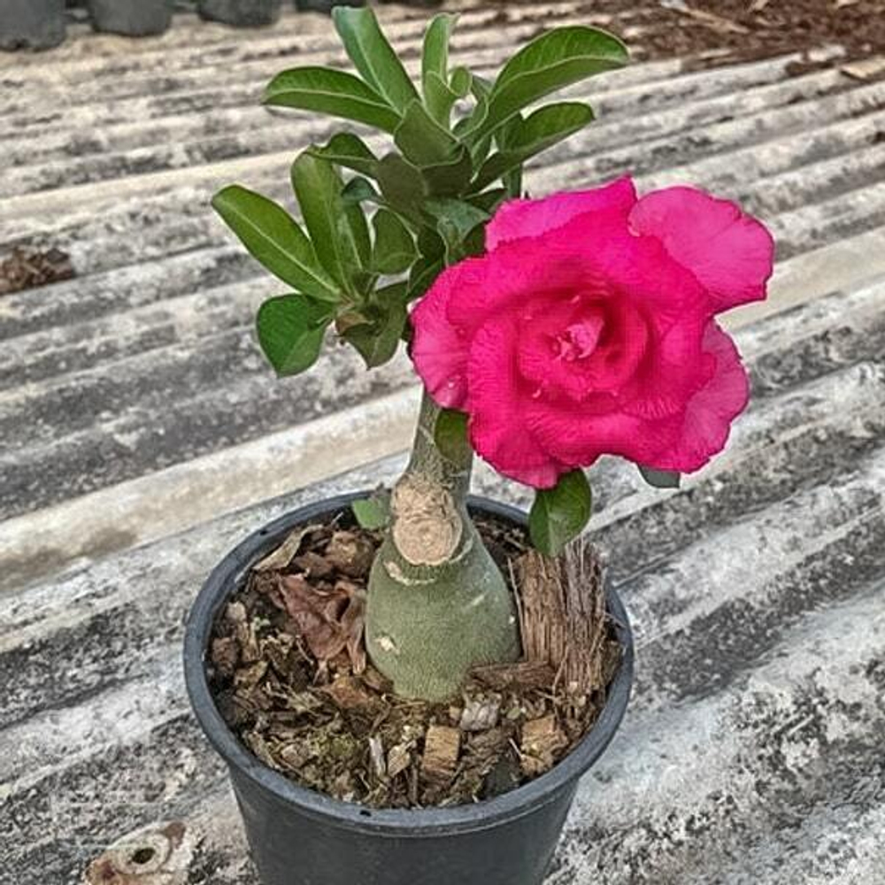 Адениум обесум SHOCKING PINK