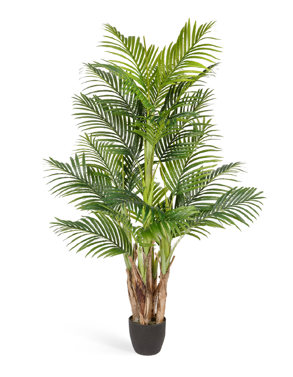 Пальма Арека Бетель в-170 см (Sensitive Botanic) (5 стволов, 24 листа) 2/2 10.071408