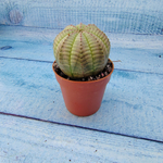 Euphoria Obesa (Эуфорбия)