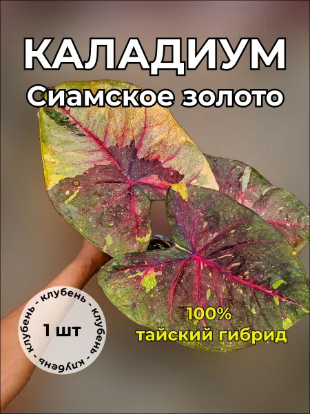 Каладиум Сиамское золото клубень