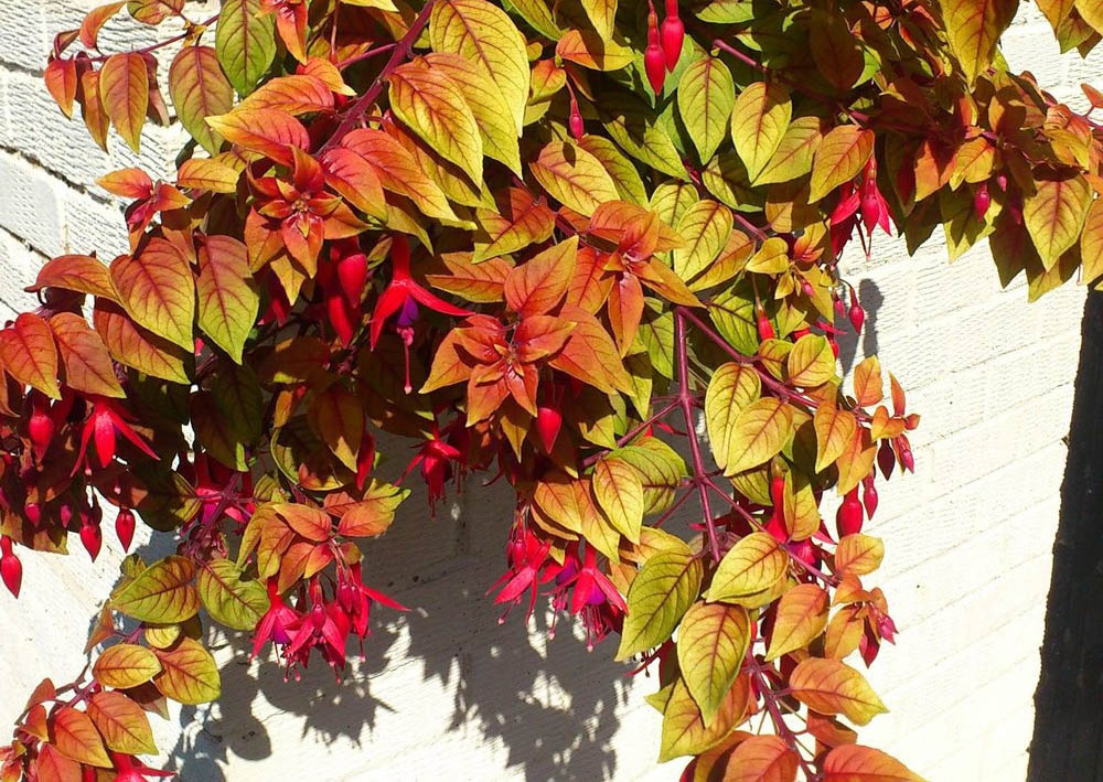 ЕВРО Фуксия Autumnales укоренный черенок МАРТ поставка 23