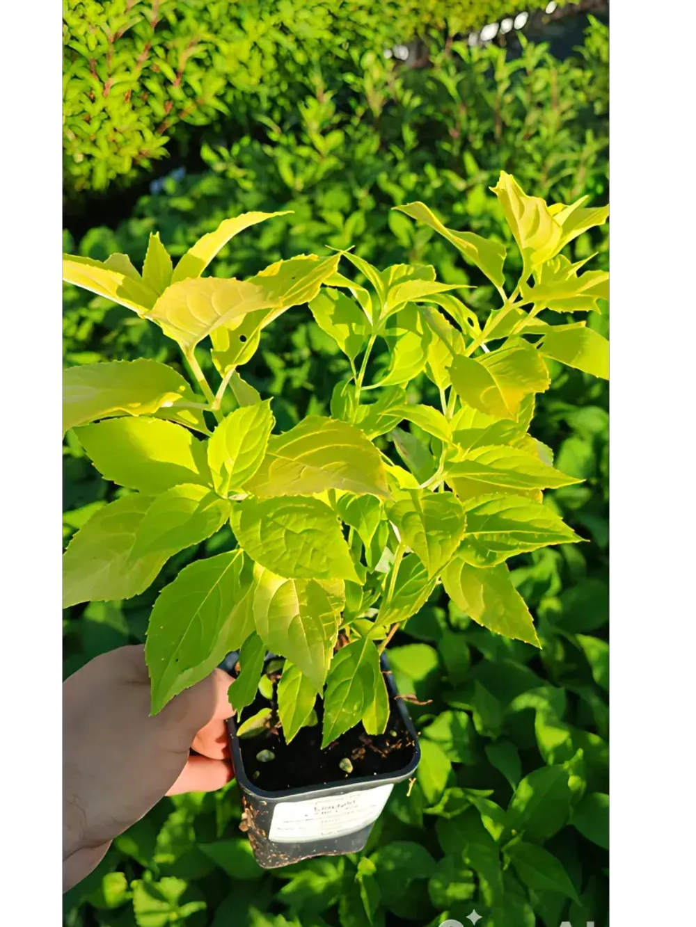 Гортензия метельчатая Санлайт (Hydrangea paniculata 'Sunlight' )