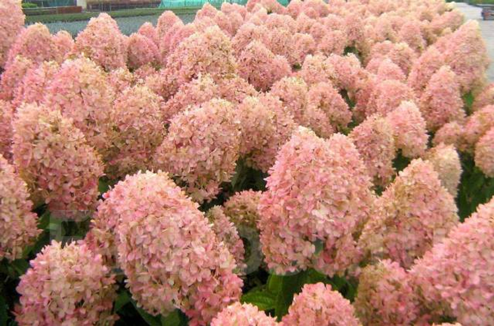 Гортензия метельчатая Мэджикал Кэндл (Hydrangea paniculata Magical Candle)