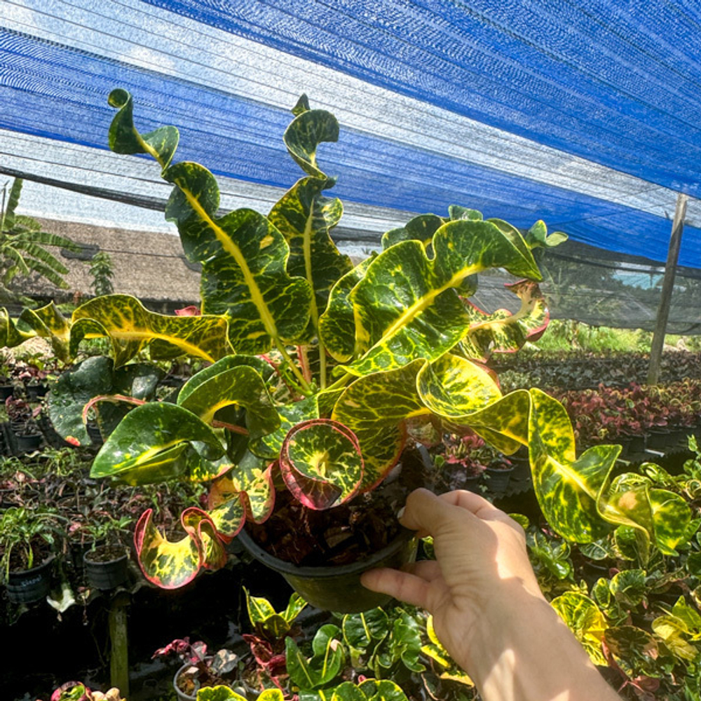 Кротон CHANAT CHAI