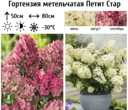 Гортензия метельчатая Петит Стар наличие 2026