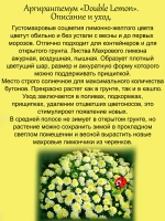 Аргирантемум Махровый лимон