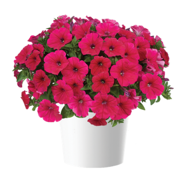 32235 Петуния CASCADIAS Fuchsia (Весна 2026)