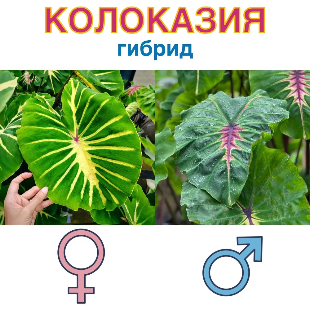 Колоказия гибрид Гидра х Лайт пиллар семена 5 штук