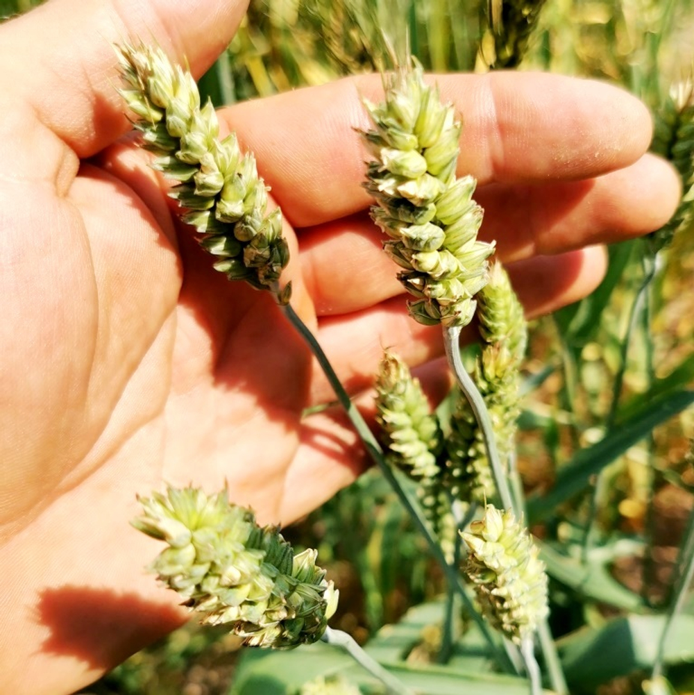 Карликовая Плотноколосая Пшеница - Triticum Compactum