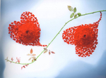 International Floral Art 2012/2013
