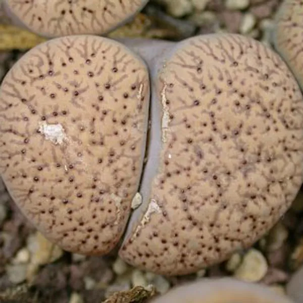 Литопс (C198 Lithops verruculosa v. verruculosa) живые камни семена