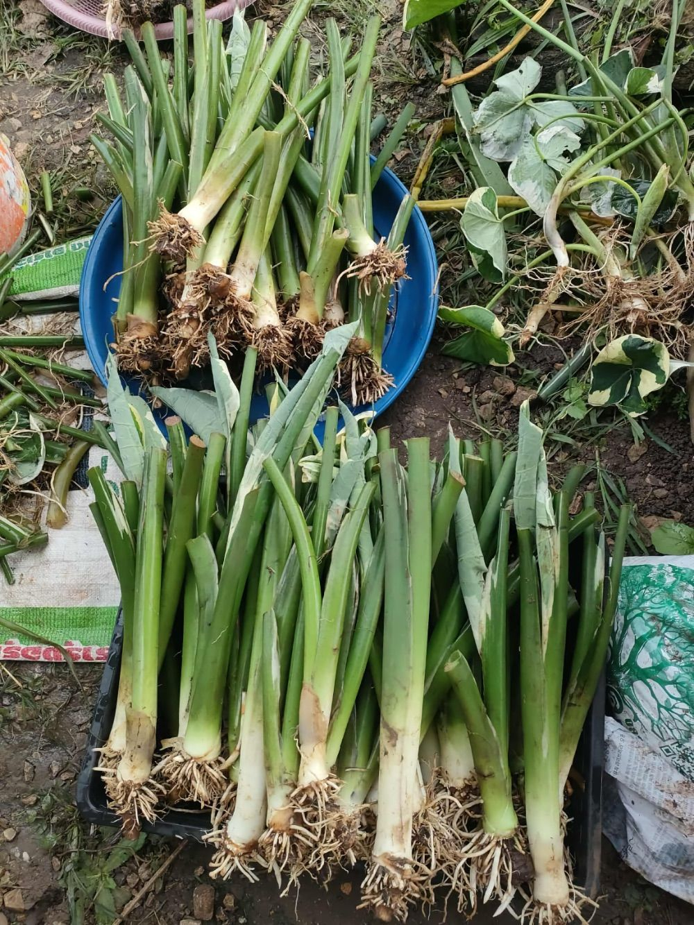 Алоказия Микки Маус Xanthosoma sagittifolium корневище крупное