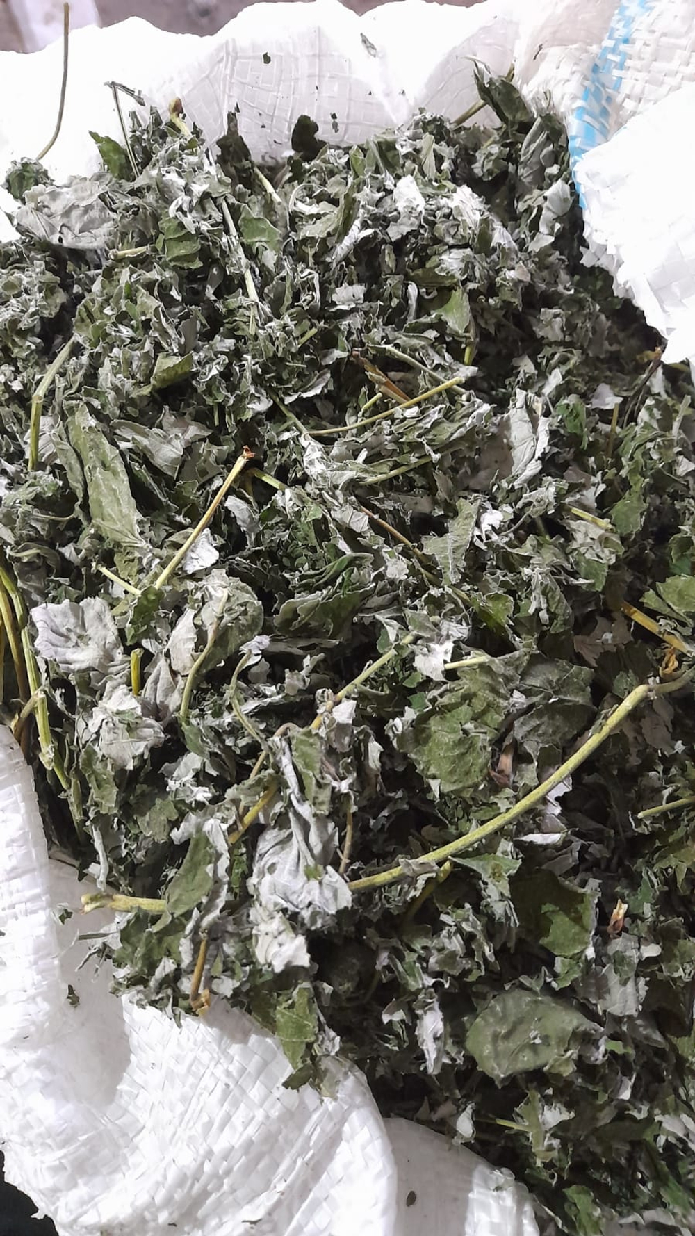 Малина лесная лист Алтай