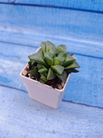 Haworthia Retusa (Хавортия)