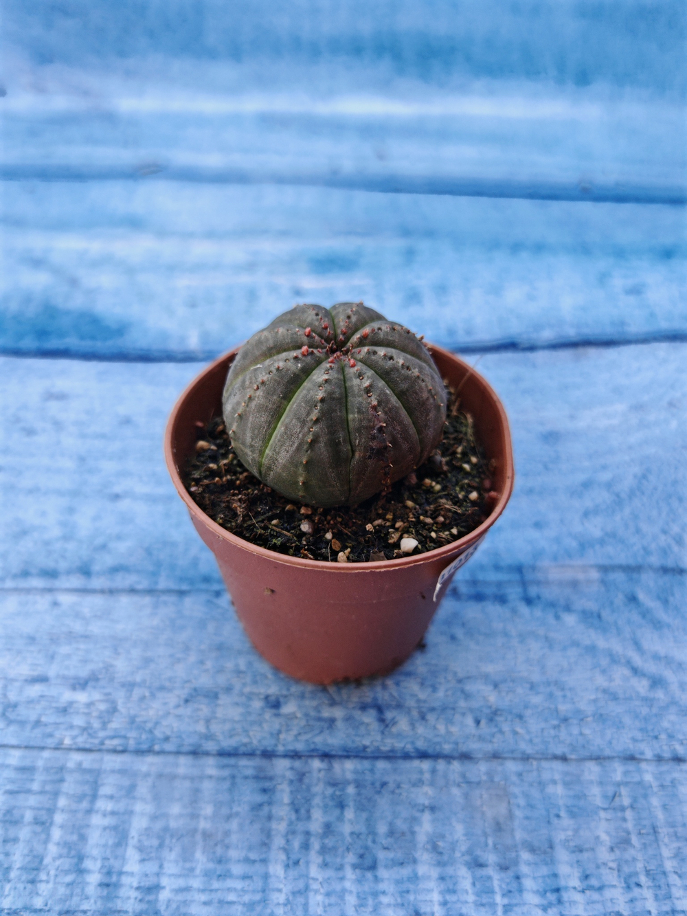 Euphorbia Obesa (Эуфорбия)