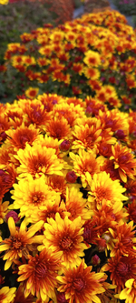 N188 BOREALIE ORANGE