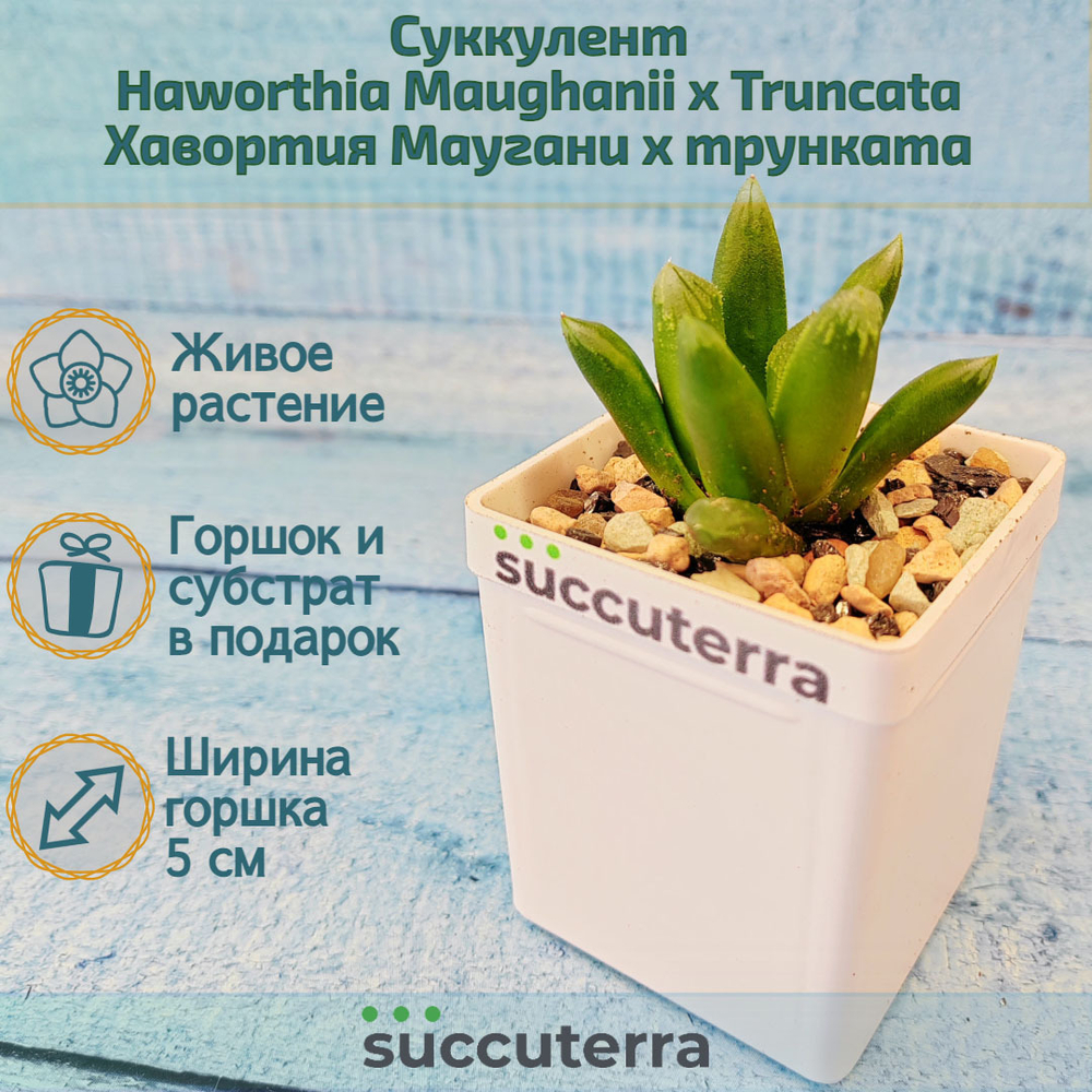 Haworthia Maughanii x Truncata (Хавортия)