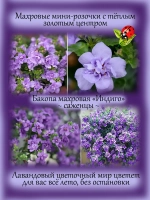 Бакопа Индиго махровая ампельная