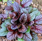 Живучка ползучая "Артропурпуреа". Ajuga reptans L. "Artropupurea".