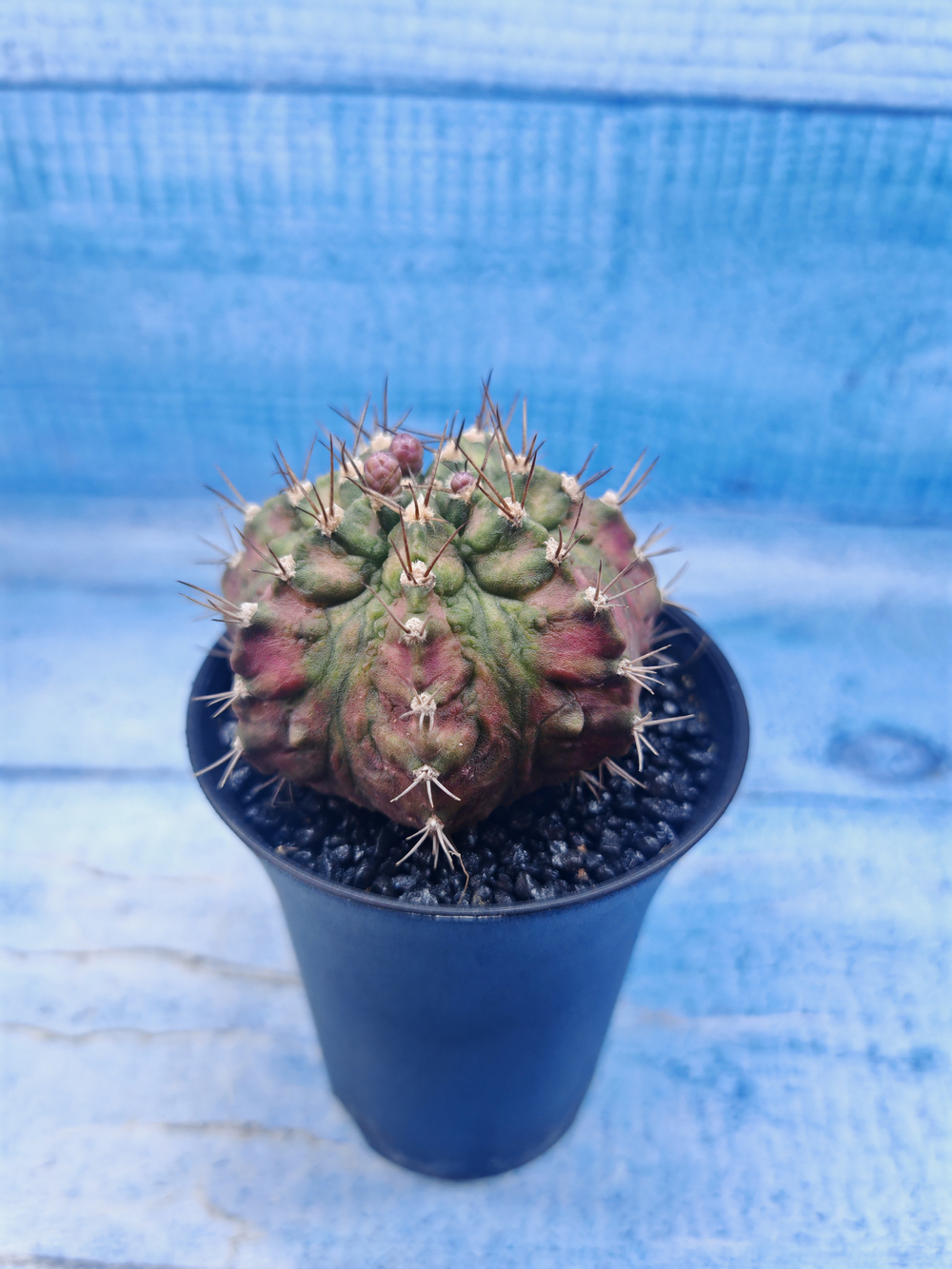 Gymnocalycium T-Rex Pink hybrid (Гимнокалициум)