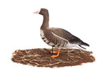 Белолобый гусь Duck Mania "ALFA" ЖИВОЕ ПЕРО мод. ALFA6B-DM-UV