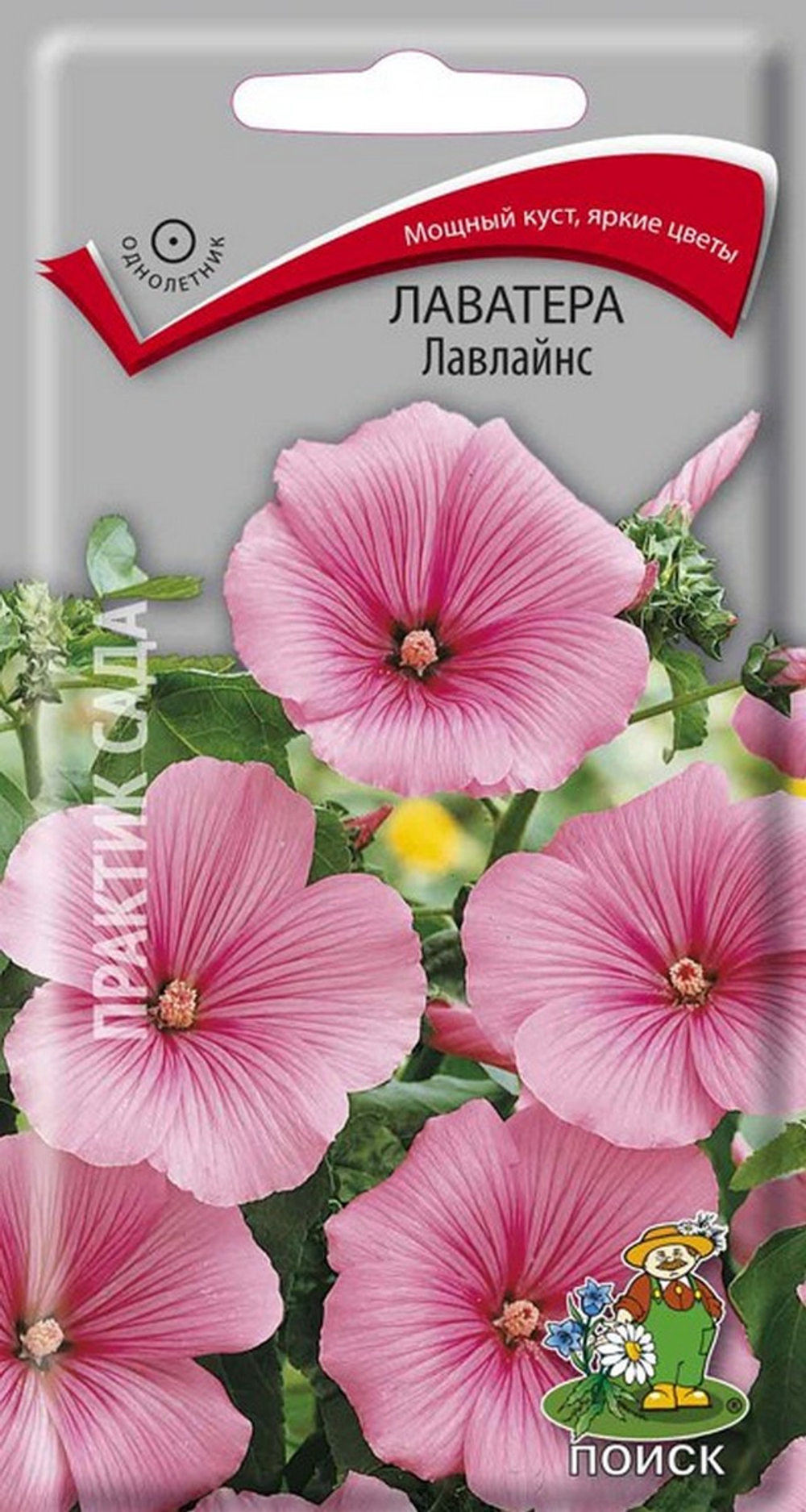 ЫВыва
