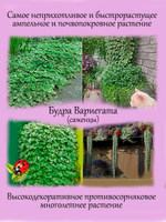 Будра Вариегата пестролистная ампельная почвопокровная