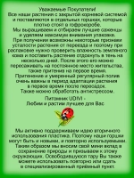 Черноплодная рябина Мулатка арония черноплодная