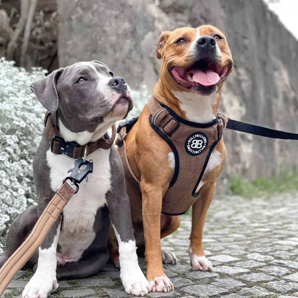 Шлейка Premium Dog Harness v2.0 TWEED BullyBillows