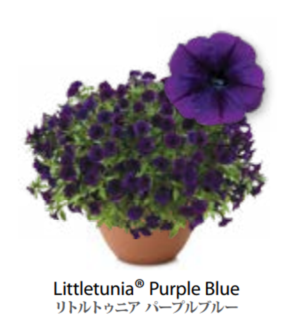 ЕВРО Петуния LITTLETUNIA Purple Blue ЕВРО укорененный черенок начало января поставка 9