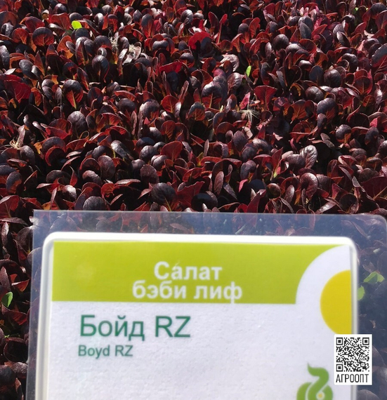 Бойд семена салата ромэн (Rijk Zwaan / Райк Цваан) в поле – фото 2